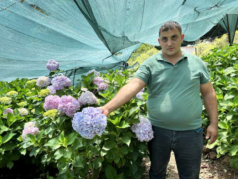 Hatay'da Renk Cümbüşü! Ortanca Çiçeği Hasadı Başladı 5