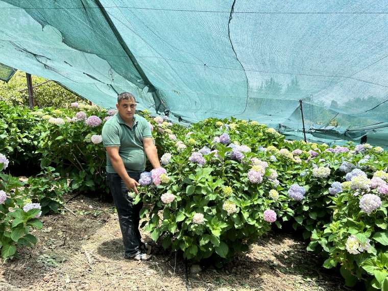 Hatay'da Renk Cümbüşü! Ortanca Çiçeği Hasadı Başladı 4