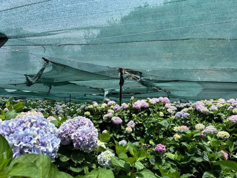 Hatay'da Renk Cümbüşü! Ortanca Çiçeği Hasadı Başladı 3