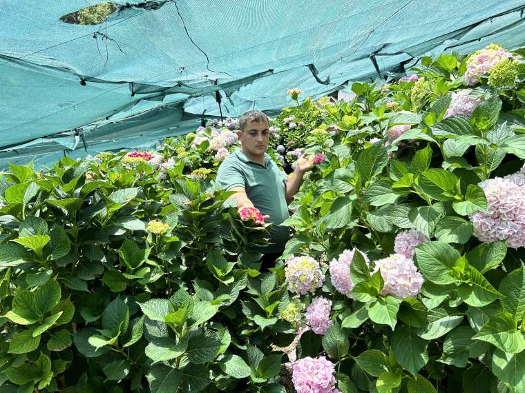 Hatay'da Renk Cümbüşü! Ortanca Çiçeği Hasadı Başladı 2