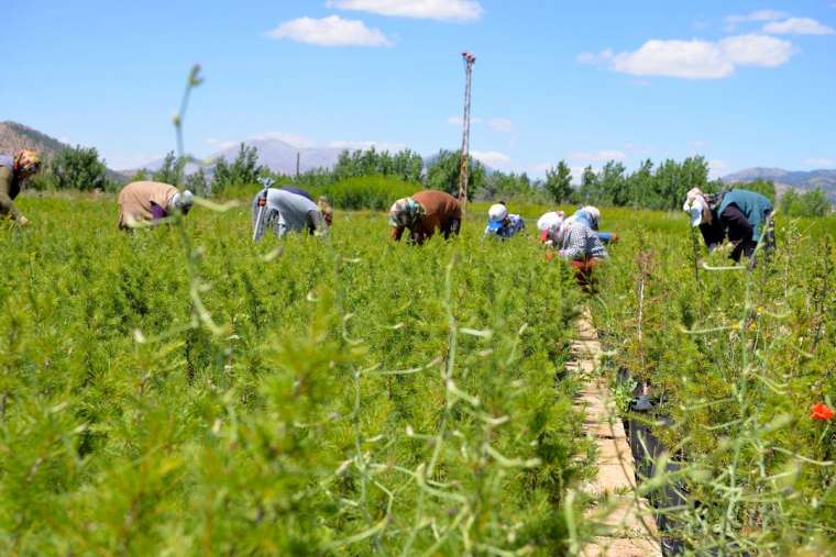 Yetiştirilen 3 milyon fidan yanan ormanlık alanları yeşillendirecek 13