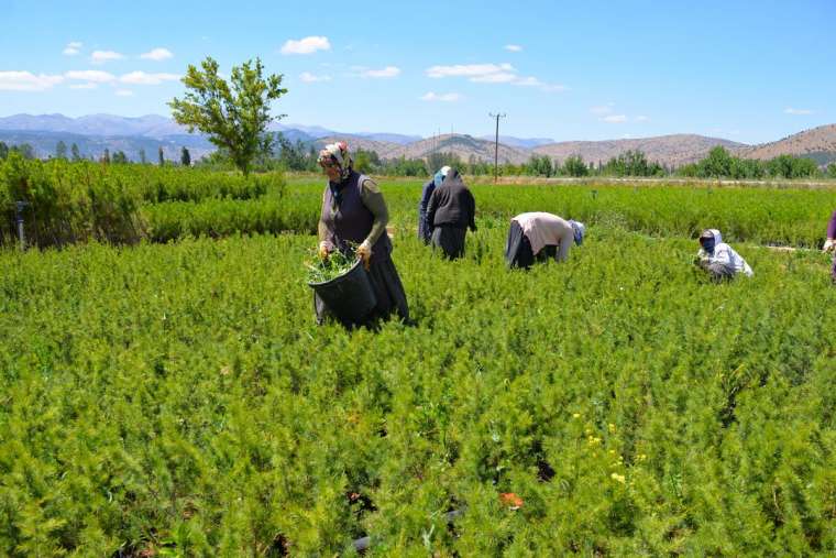 Yetiştirilen 3 milyon fidan yanan ormanlık alanları yeşillendirecek 8