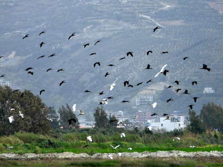 Hatay Milleyha Sulak Alanı'na göçmen kuşlar akın etti 9