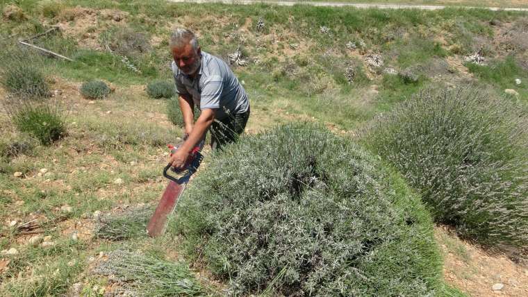 Isparta'nın lavanta kokulu köyü 6