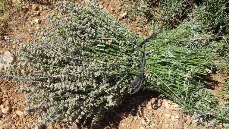 Isparta'nın lavanta kokulu köyü 4