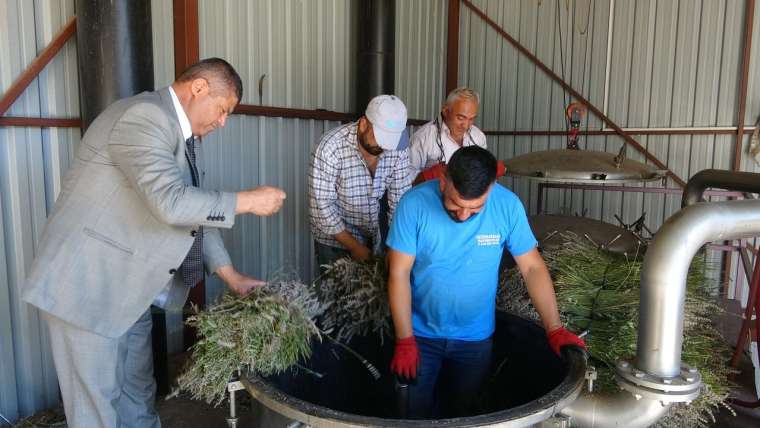 Isparta'nın mor bahçelerinde lavanta yağı üretimi başladı 4