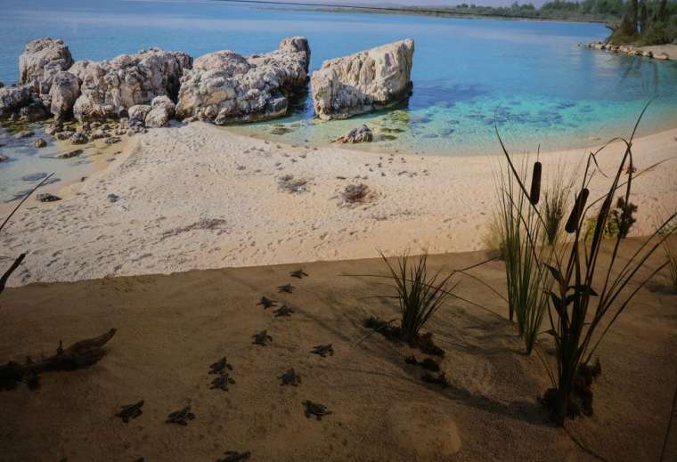 Çukurova Biyoçeşitlilik Tanıtım Merkezi'ne ziyaretçi rekoru 19