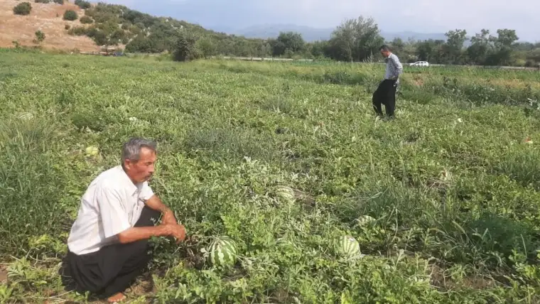 Kahramanmaraş'ta Kargalar Çiftçinin Karpuzlarını Yedi