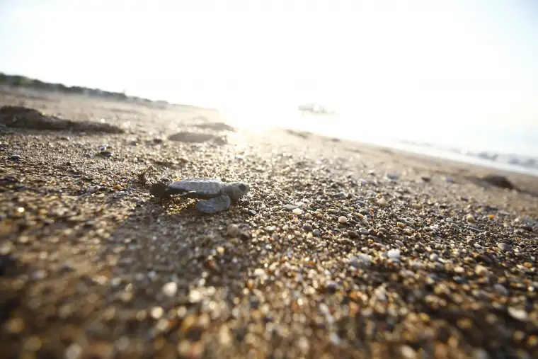 Antalya'da Caretta Caretta Yuva Sayısı 6 Bine Ulaştı