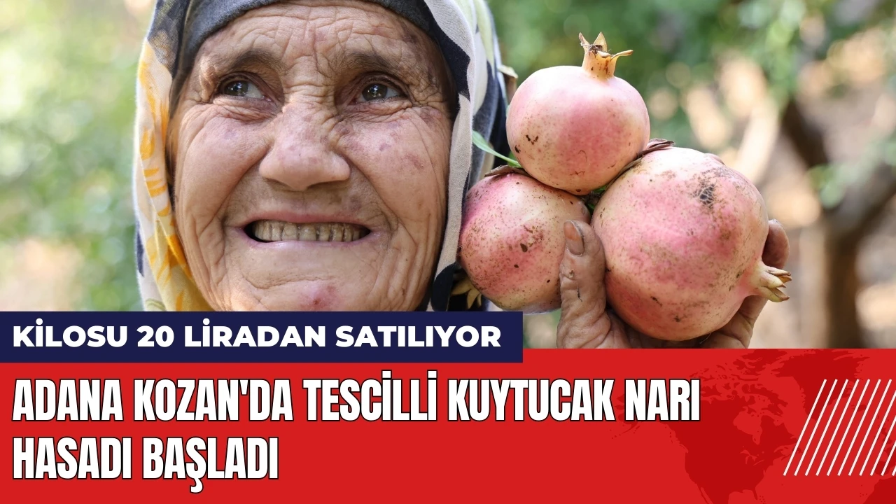 Adana Kozan'da tescilli Kuytucak narı hasadı başladı