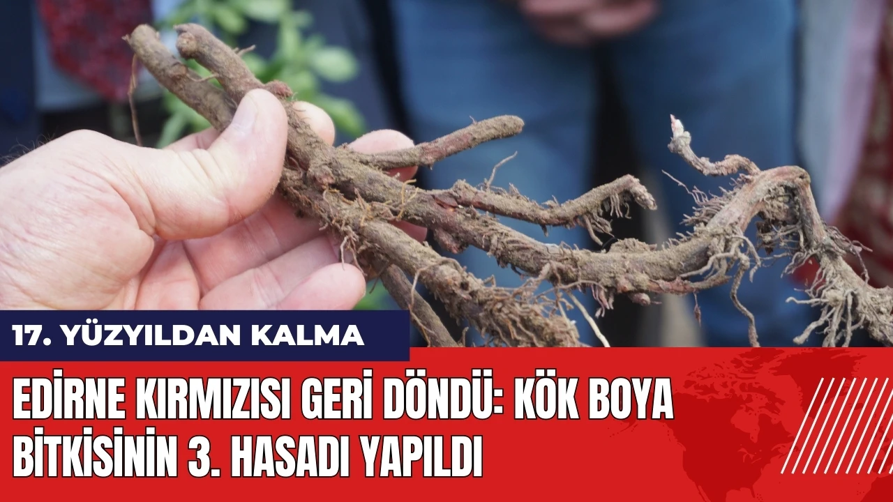 Edirne Kırmızısı geri döndü: Kök boya bitkisinin 3. hasadı yapıldı