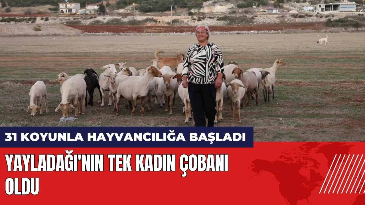 31 koyunla hayvancılığa başladı! Yayladağı'nın tek kadın çobanı oldu