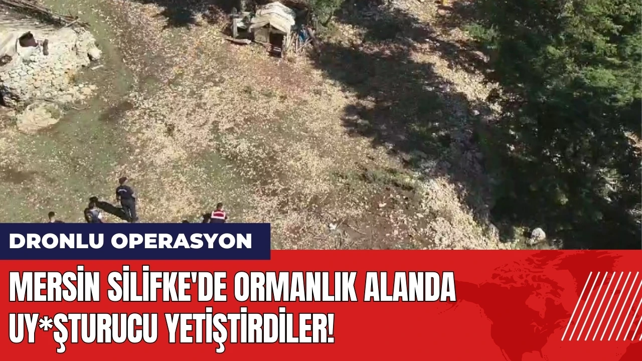 Mersin Silifke'de ormanlık alanda uy*şturucu yetiştirdiler!