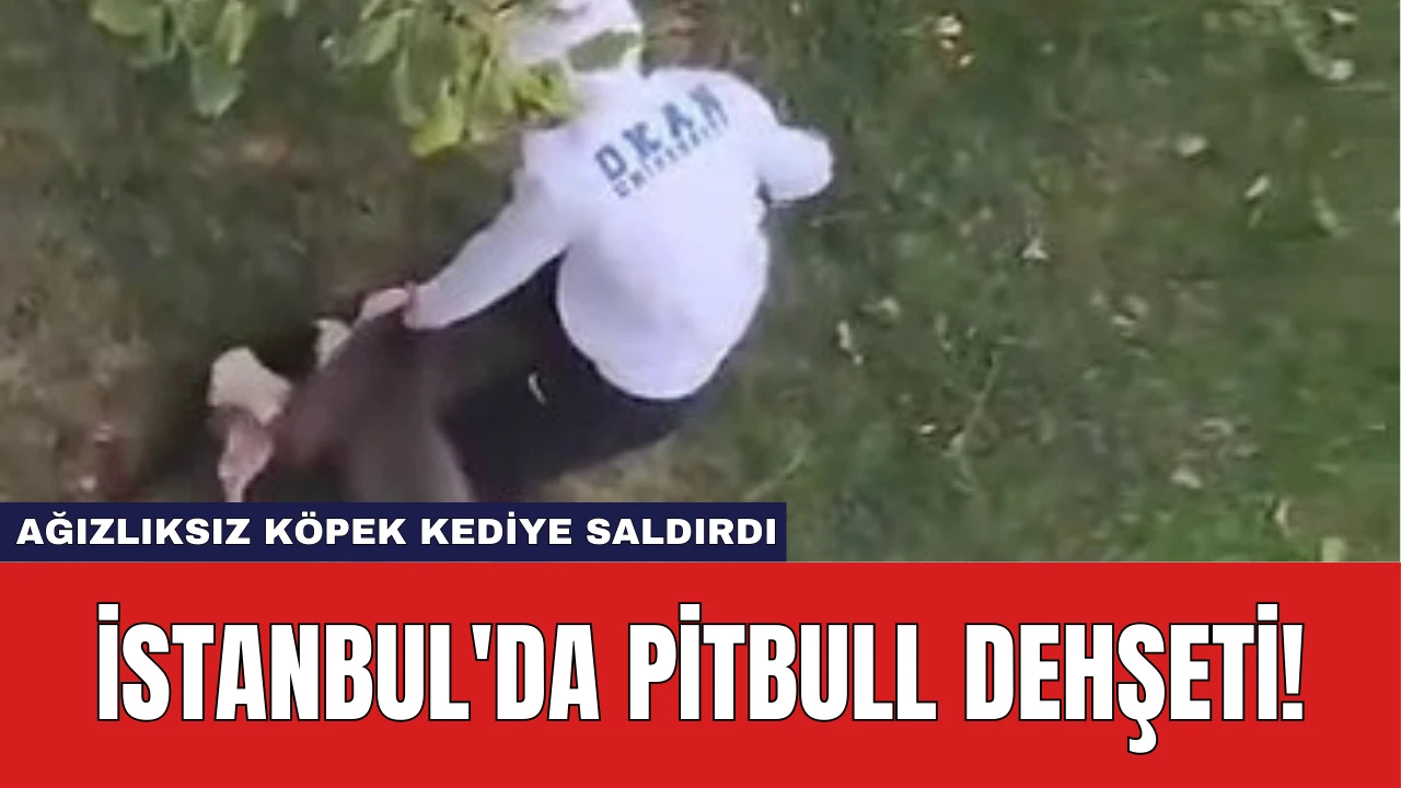 İstanbul'da Pitbull Dehşeti: Ağızlıksız Köpek Kediye Saldırdı