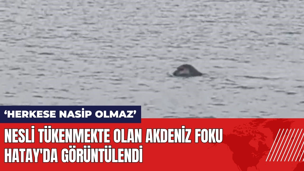 Nesli tükenmekte olan Akdeniz foku Hatay'da görüntülendi