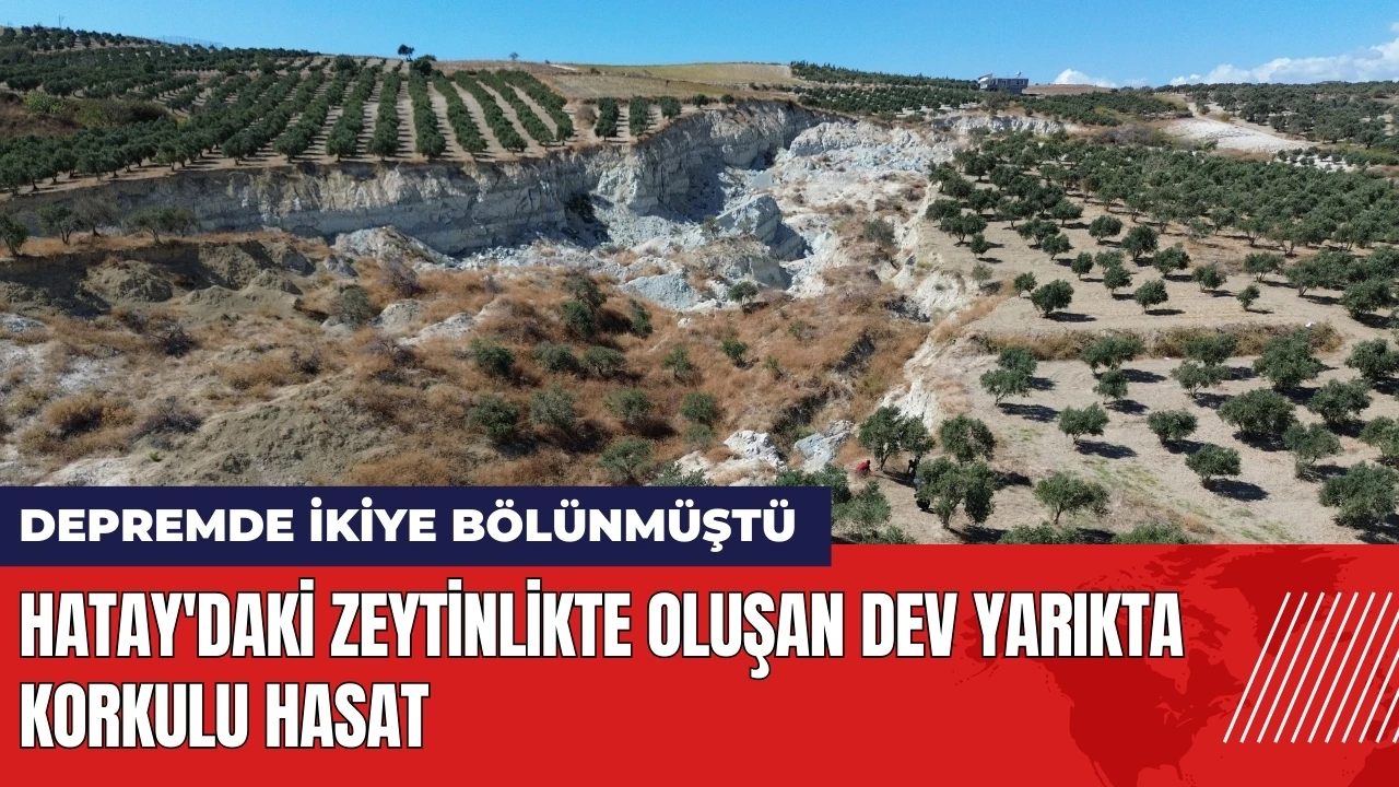 Hatay'daki zeytinlikte oluşan dev yarıkta korkulu hasat