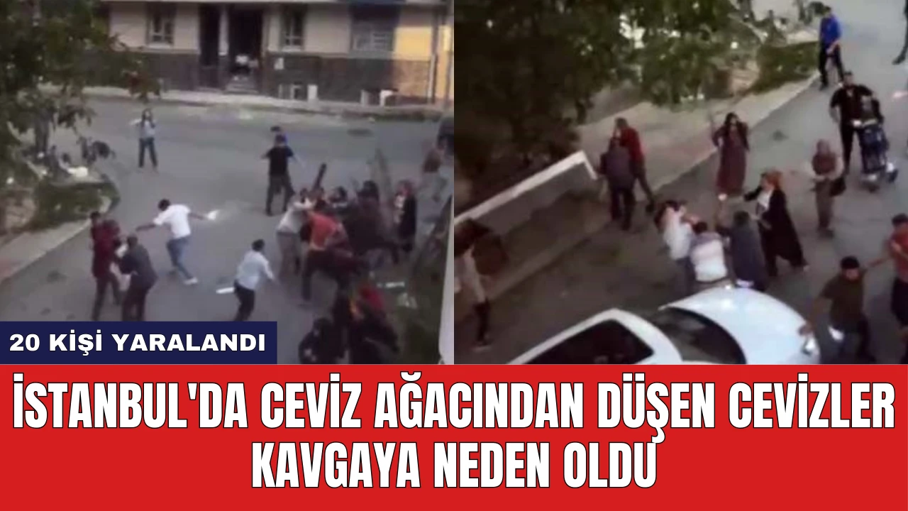 İstanbul'da Ceviz Ağacından Düşen Cevizler Kavgaya Neden Oldu