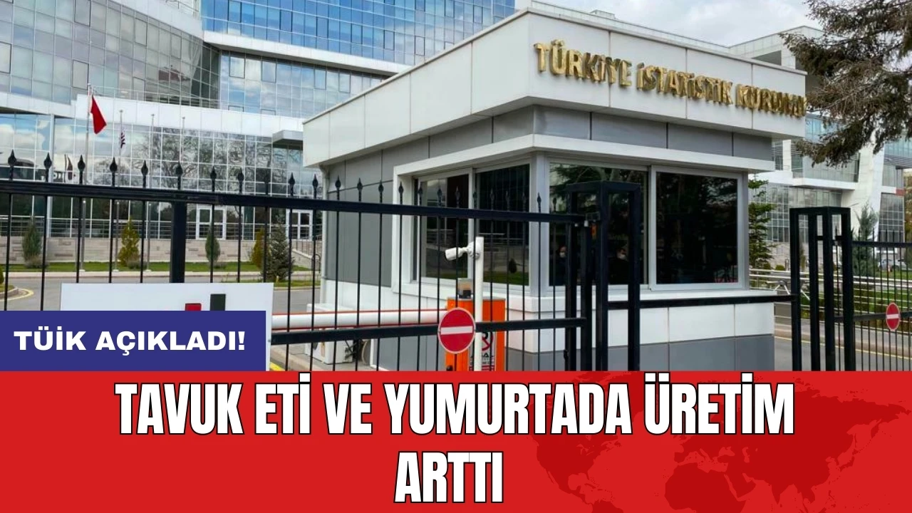 TÜİK açıkladı: Tavuk eti ve yumurtada üretim arttı