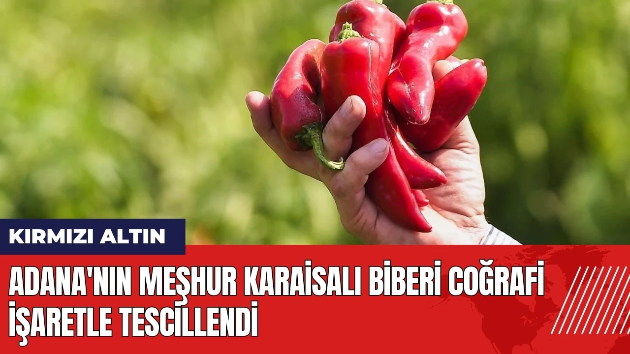 Adana'nın meşhur Karaisalı biberi coğrafi işaretle tescillendi