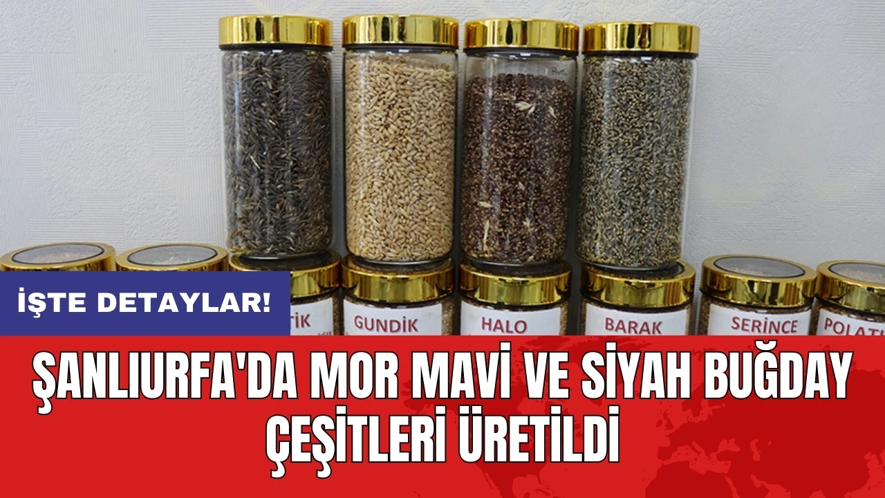 Şanlıurfa'da mor mavi ve siyah buğday çeşitleri üretildi