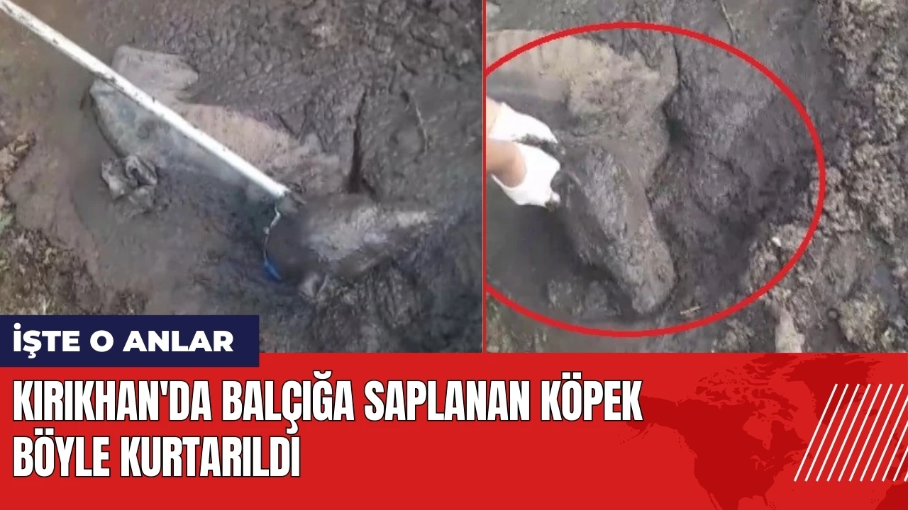 Kırıkhan'da balçığa saplanan köpek böyle kurtarıldı