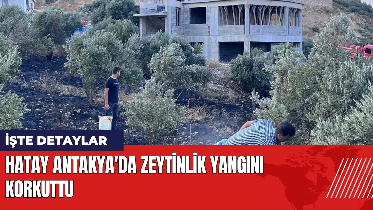 Hatay Antakya'da zeytinlik yangını korkuttu