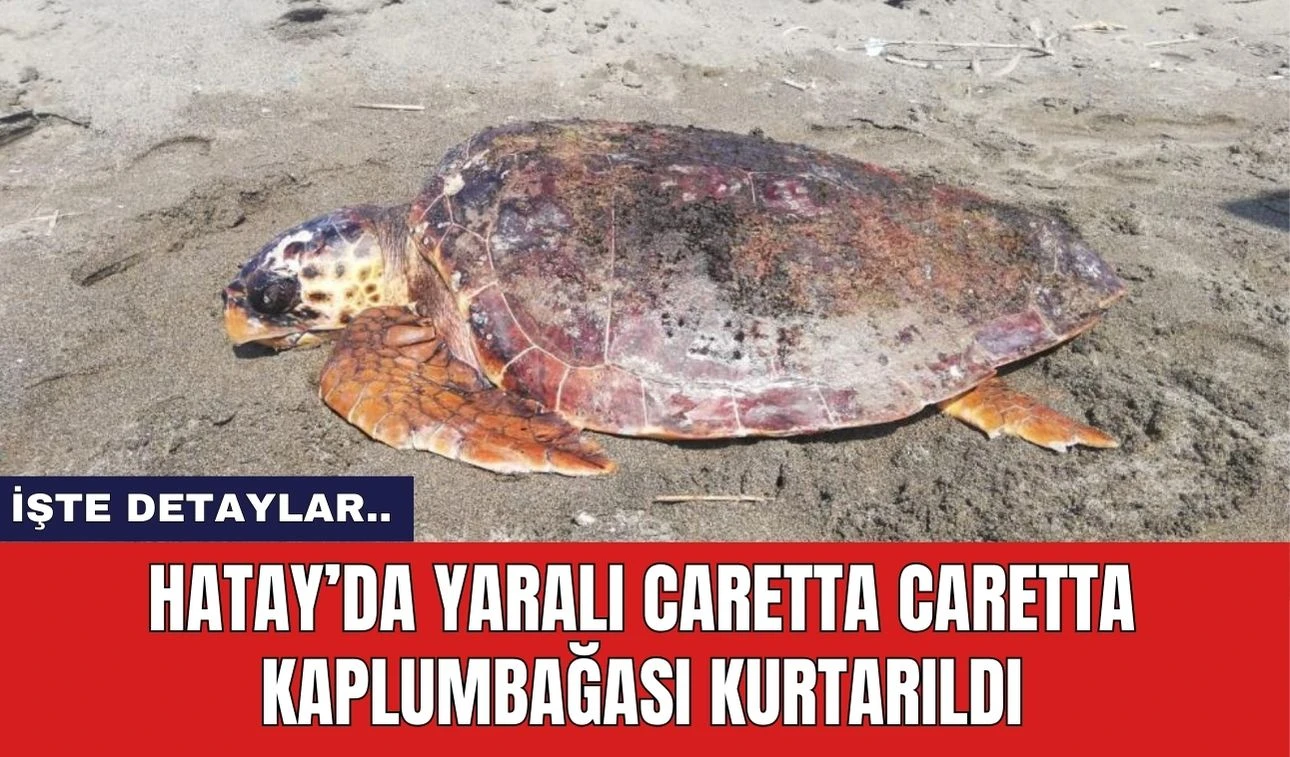 Hatay’da Yaralı Caretta Caretta Kaplumbağası Kurtarıldı