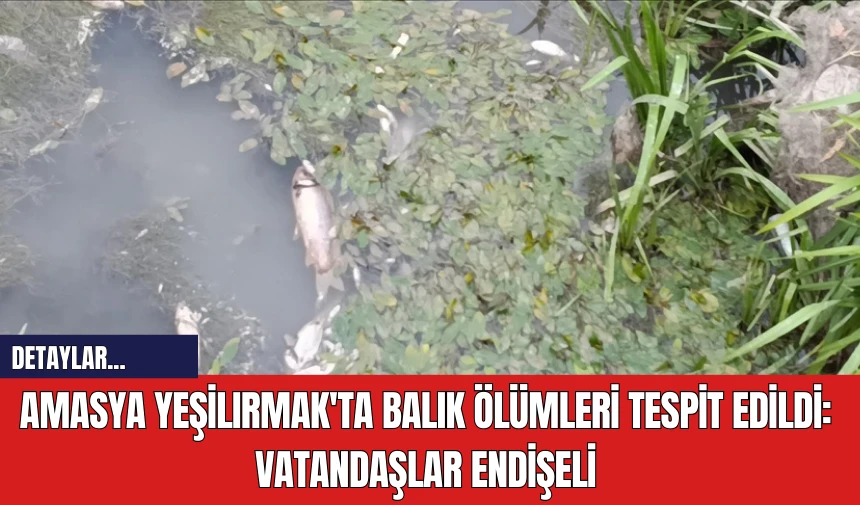 Amasya Yeşilırmak'ta Balık Ölümleri Tespit Edildi: Vatandaşlar Endişeli