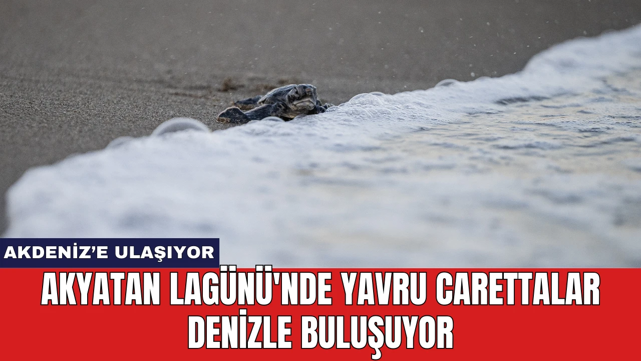 Akyatan Lagünü'nde yavru carettalar denizle buluşuyor