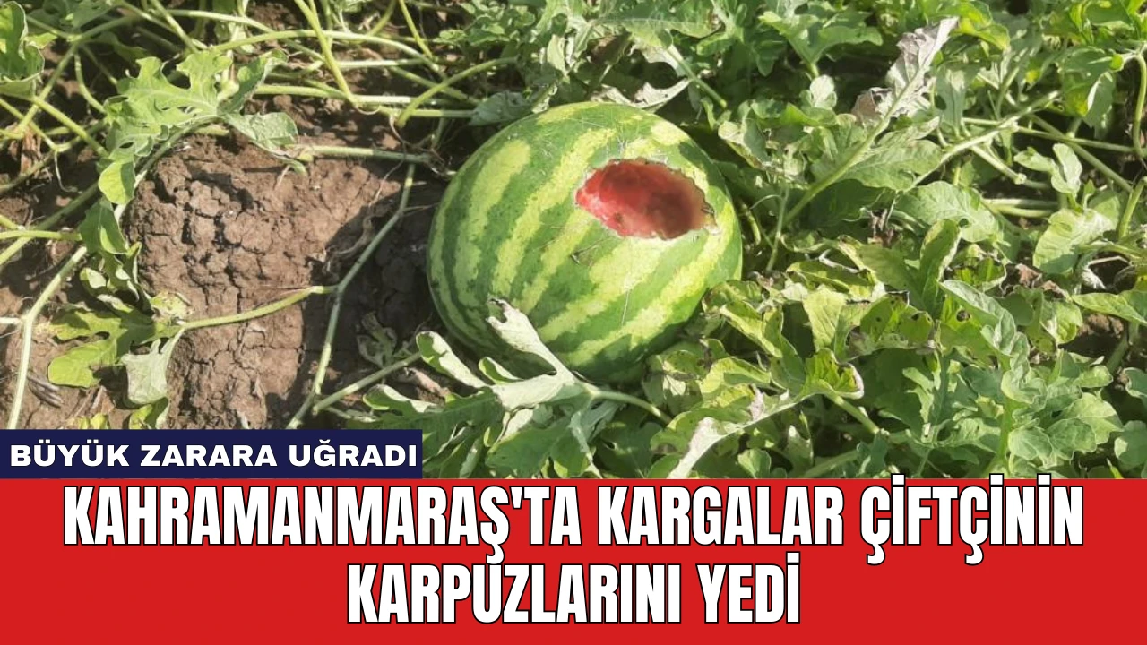 Kahramanmaraş'ta Kargalar Çiftçinin Karpuzlarını Yedi