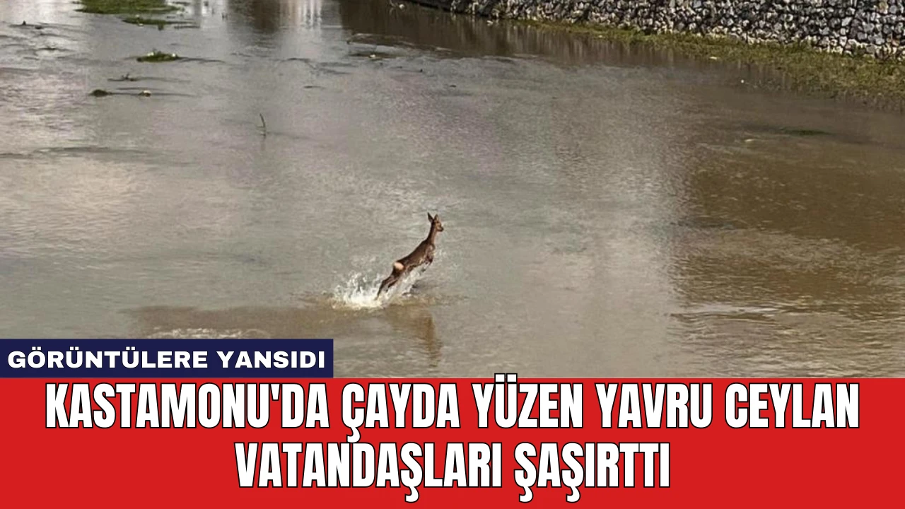 Kastamonu'da Çayda Yüzen Yavru Ceylan Vatandaşları Şaşırttı