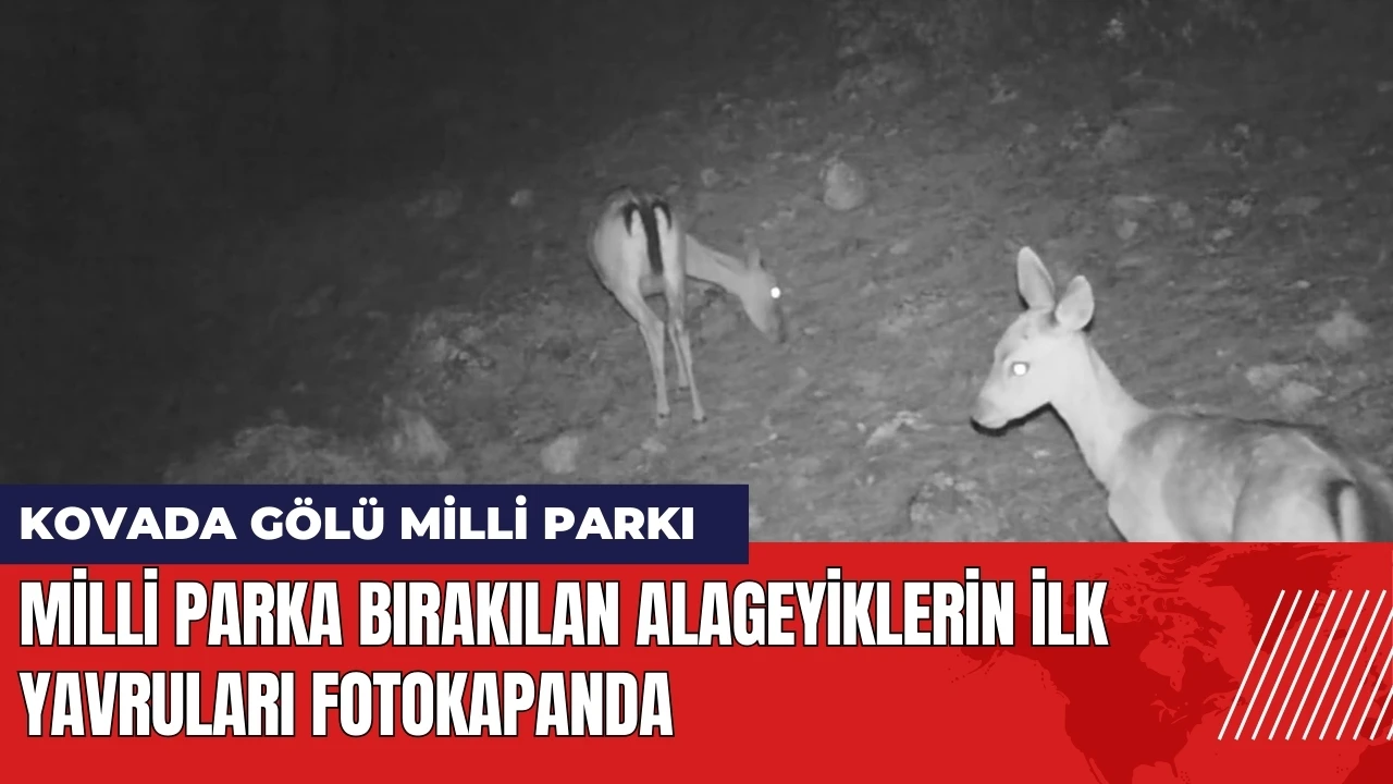 Kovada Gölü Milli Parkı'na bırakılan alageyiklerin ilk yavruları fotokapanda