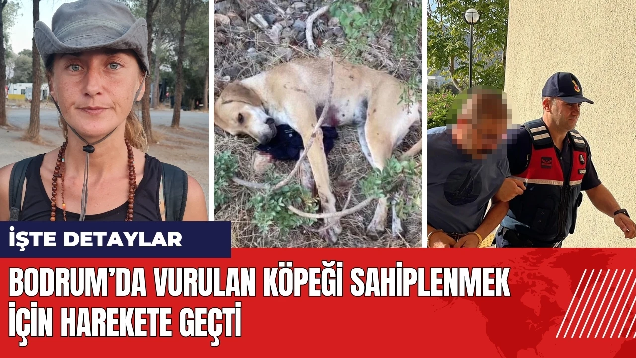 Bodrum’da vurulan köpeği sahiplenmek için harekete geçti