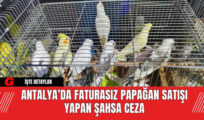 Antalya’da Faturasız Papağan Satışı Yapan Şahsa Ceza