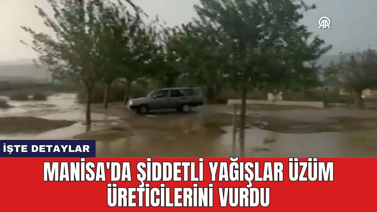 Manisa'da Şiddetli Yağışlar Üzüm Üreticilerini Vurdu