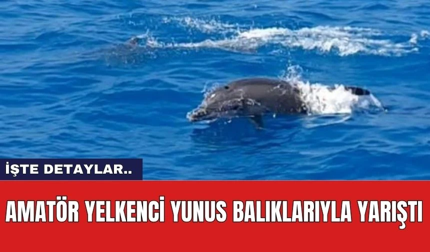 Amatör yelkenci yunus balıklarıyla yarıştı