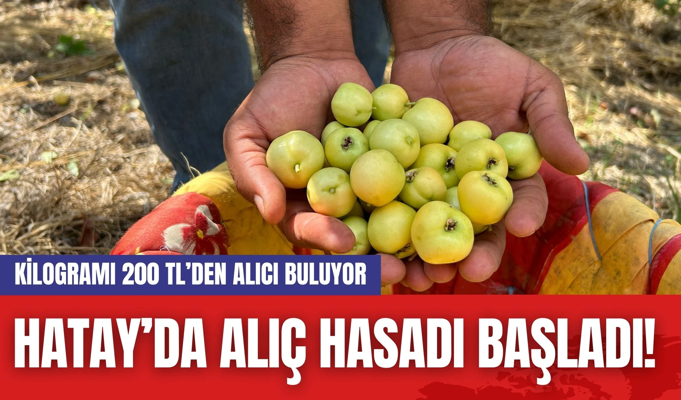 Hatay’da Alıç Hasadı Başladı! Kilogramı 200 TL’den Alıcı Buluyor