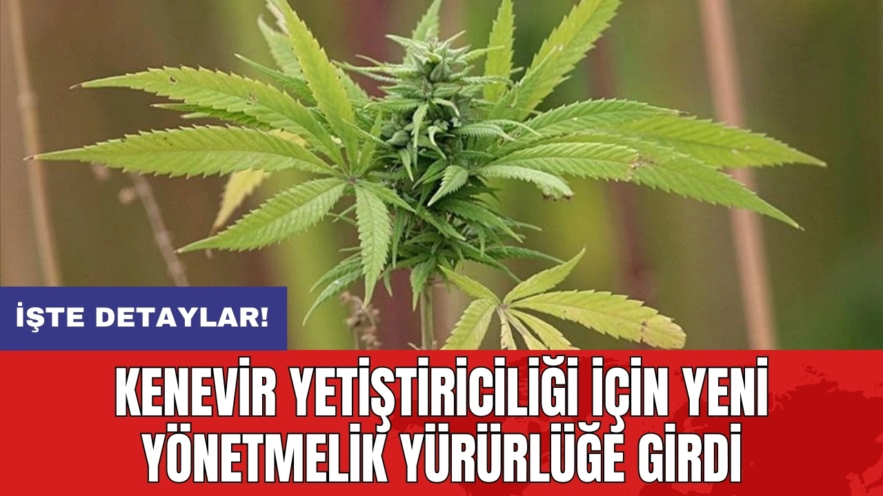 Kenevir yetiştiriciliği için yeni yönetmelik yürürlüğe girdi