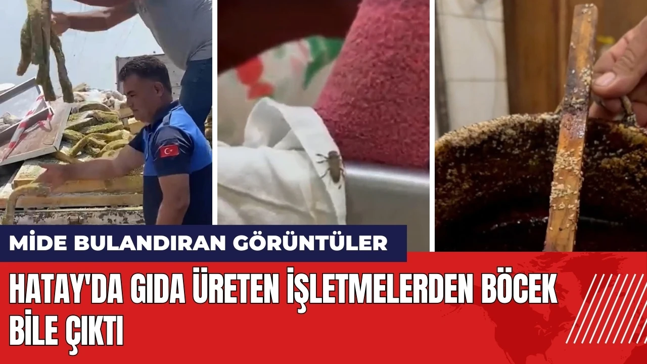 Hatay'da mide bulandıran görüntüler! Gıda üreten işletmelerden böcek bile çıktı