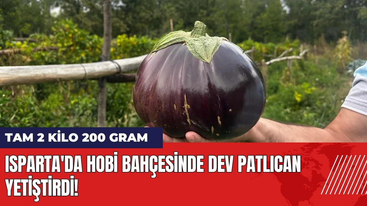 Isparta'da hobi bahçesinde dev patlıcan yetiştirdi!