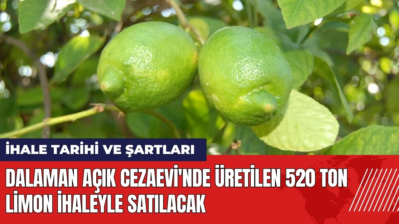 Dalaman Açık Cezaevi'nde üretilen 520 ton limon ihaleyle satılacak