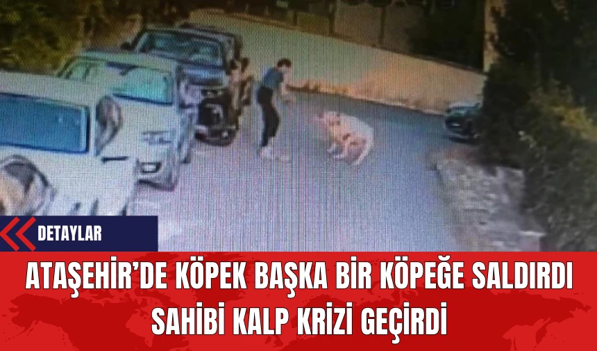 Ataşehir’de Köpek Başka Bir Köpeğe Saldırdı Sahibi Kalp Krizi Geçirdi