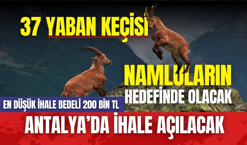 Antalya'da 37 yaban keçisinin avlattırılması kabul edildi