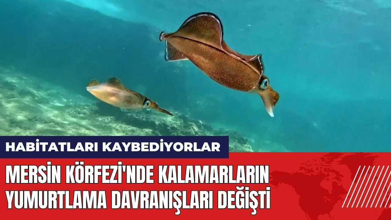 Mersin Körfezi'nde kalamarların yumurtlama davranışları değişti