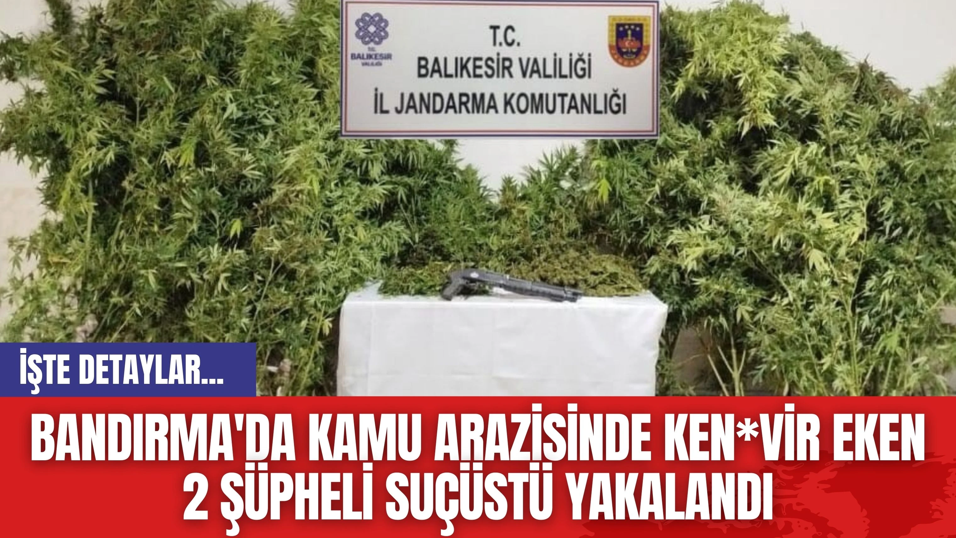 Bandırma'da Kamu Arazisinde Ken*vir Eken 2 Şüpheli Suçüstü Yakalandı