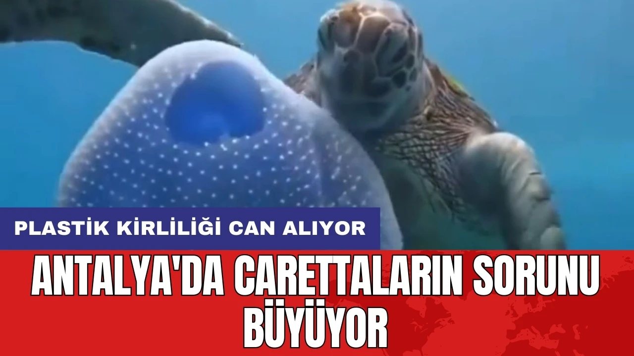 Antalya'da carettaların sorunu büyüyor: Plastik kirliliği can alıyor