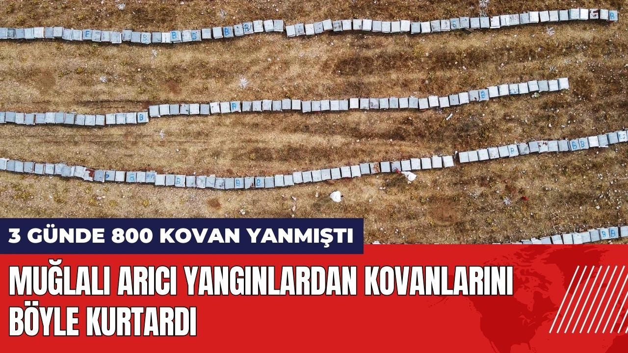 Muğlalı arıcı orman yangınlardan kovanlarını böyle kurtardı