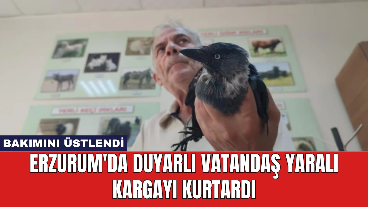 Erzurum'da Duyarlı Vatandaş Yaralı Kargayı Kurtardı