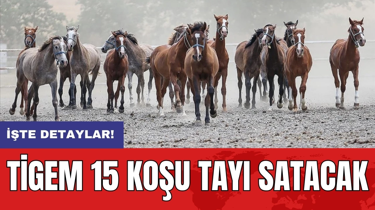 TİGEM 15 koşu tayı satacak