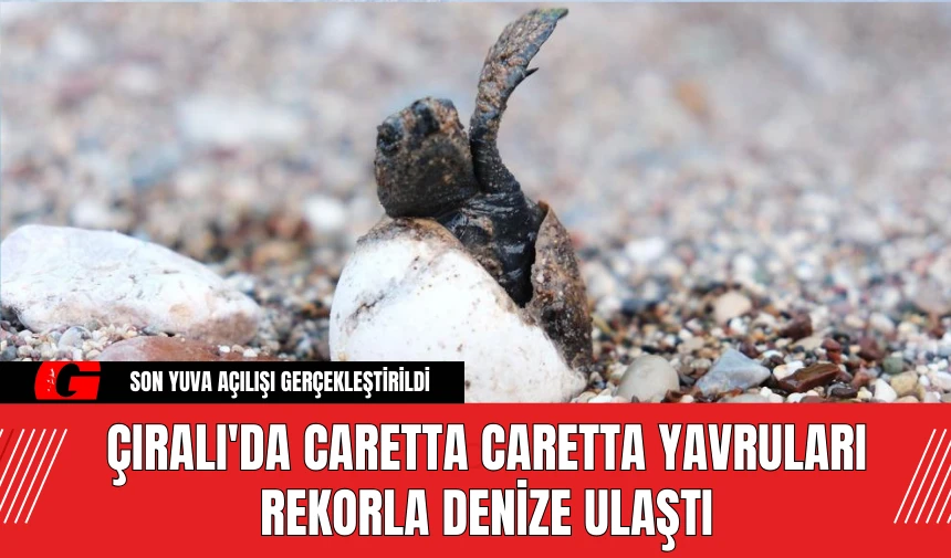 Çıralı'da Caretta Caretta Yavruları Rekorla Denize Ulaştı